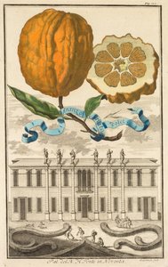 Nurnbergische Hesperides: No185 - Aranzo Striato dolce. Palazzo del N. H. Fonte in Noventa, ca. 1708 door Joseph de Montalegre