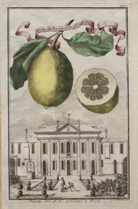 Nurnbergische Hesperides: Nr. 125 - Limon Ponzino da Neapoli. Palazzo del N. H. Cornaro à Fiesso door Joseph de Montalegre