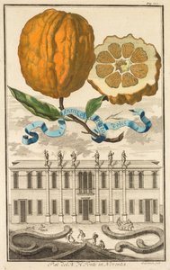Nurnbergische Hesperides: Nr. 185 - Aranzo Striato dolce. Palazzo del N. H. Fonte in Noventa door Joseph de Montalegre
