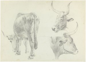 Drie studies van Italiaans rundvee door Josephus Augustus Knip