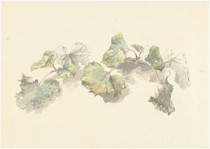 Studie van bladeren