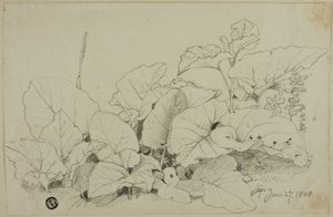 Bosje bladeren en bloemen