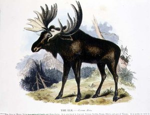 De eland (Cervus alces) educatieve illustratie uitgegeven door de Society for Promoting Christian Knowledge