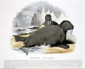 De walrus (Trichecus rosmarus) educatieve illustratie uitgegeven door de Society for Promoting Christian Knowledge door Josiah Wood Whymper