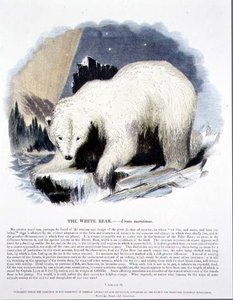 De witte beer (Ursus maritimus) educatieve illustratie uitgegeven door de Society for Promoting Christian Knowledge