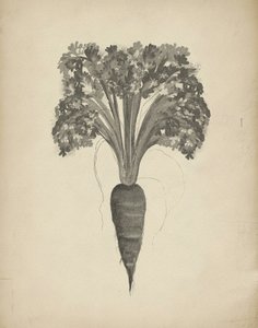 Botanische tekening van een wortel door Josie George
