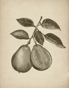Botanisch onderzoek naar de guave door Josie George