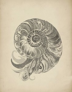 Ingewikkelde nautilusspiraal door Josie George