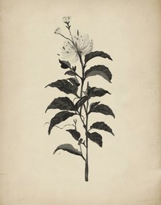 Vintage botanische illustratie door Josie George