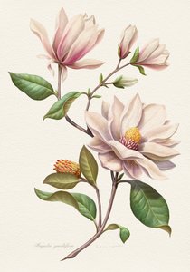Bloeiende magnolia’s