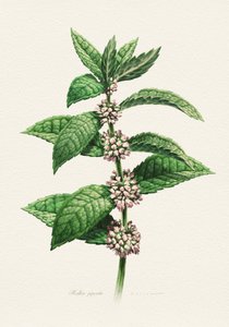 Bloeiende munt (botanisch) door Juan Hernaz