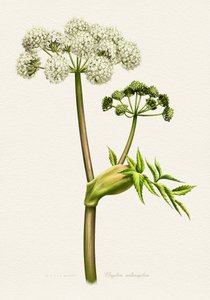 Botanische illustratie van witte engelwortel door Juan Hernaz