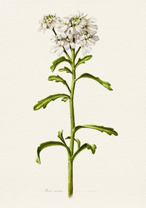 Witte candytuft (botanisch) door Juan Hernaz