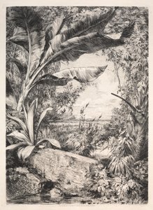 Planten van de kas, 1872 door Jules Ferdinand Jacquemart