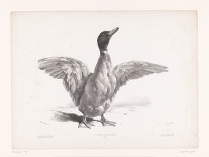 Studie van een eend met gespreide vleugels door Jules Joseph Augustin Laurens