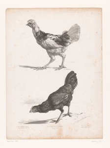 Studie van twee kippen door Jules Joseph Augustin Laurens