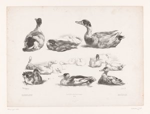 Studies van groepen liggende eenden (Dierstudies) door Jules Joseph Augustin Laurens