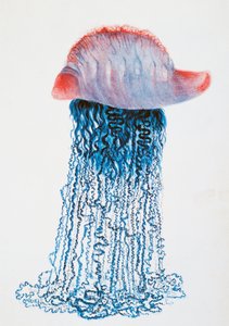 Medusa (Physalis pelagic), Brazilië, tekening door Jules Louis Lejeun, uit Duperrey