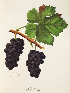 Acheria druif