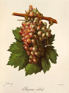 Aspiran Verdal druif