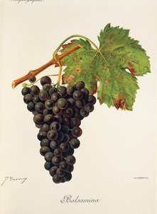 Balsamina druif door Jules Troncy