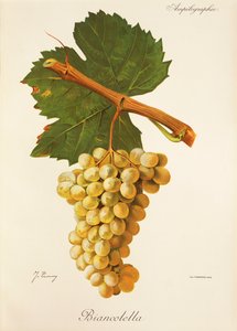 Biancolella druif