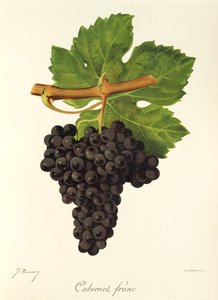 Cabernet Franc druif door J. Troncy