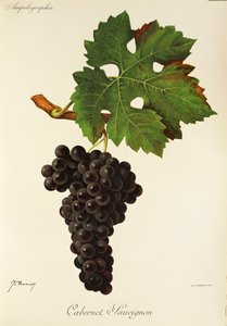 Cabernet Sauvignon druif