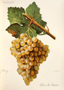 Coer de Bacco druif, uit Traite General de Viticulture. Ampelographie