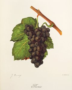 Flona druif