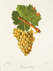 Gamay Blanc druif door Jules Troncy