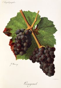 Gougenot-druif door Jules Troncy