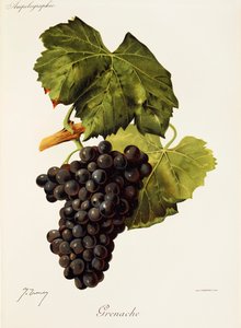 Grenache-druif door J. Troncy
