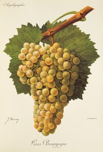 Gros Bourgogne druif door J. Troncy