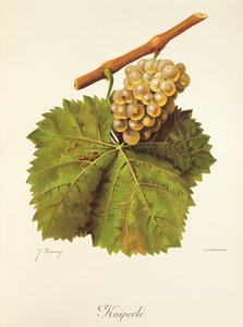 Kniperle druif