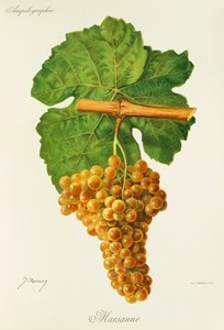 Marsanne druif