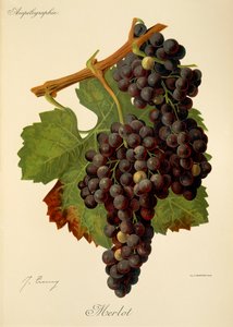 Merlot druif