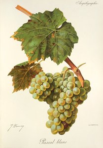 Pascal Blanc druif