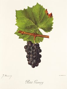 Petit Gamay druif door J. Troncy