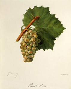 Pinot Blanc druif