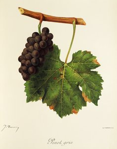 Pinot Gris