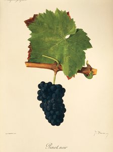 Pinot Noir druif