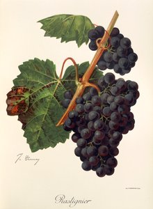 Rastignier druif door Jules Troncy