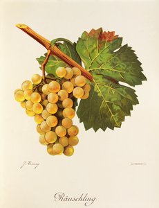 Rauschling druif door Jules Troncy