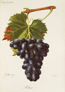 Ribier druif door J. Troncy