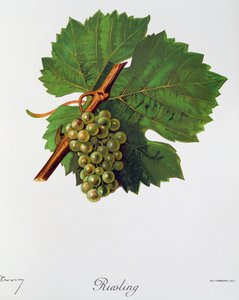 Riesling druiven uit Ampelographie, Traite general de viticulture, vol II, door Pierre Viala en Victor Vermorel, Parijs