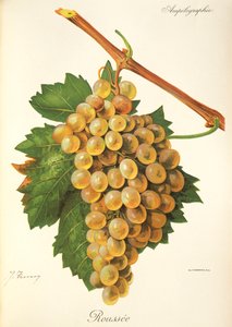 Roussee druif door Jules Troncy