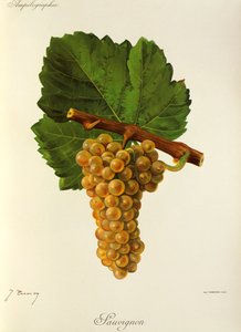 Sauvignon druif door J. Troncy door Jules Troncy