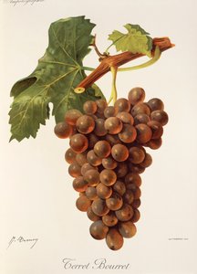 Terret Bourret druif