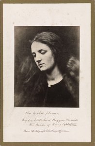 De Wilde Bloem door Julia Margaret Cameron